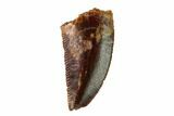 Serrated, Raptor Tooth - Real Dinosaur Tooth #149047-1